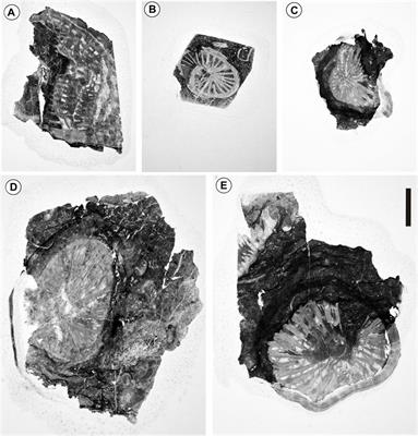 Chronology and geochemistry of Late Carboniferous volcanics in Bogda, Xinjiang: implications for the tectonic evolution of the Eastern Tianshan